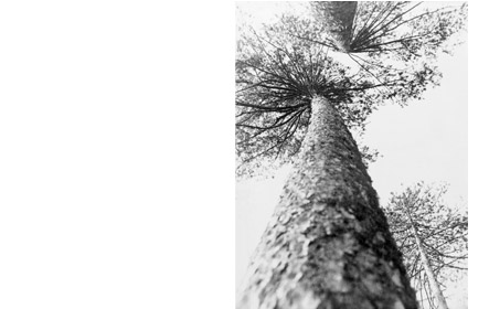 Pine-Tree, Alexander Rodchenko