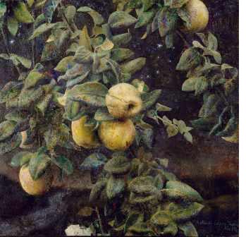 Quince Tree