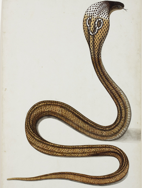 Cobra de anteojos (Maja tripudians) con la capucha desplegada